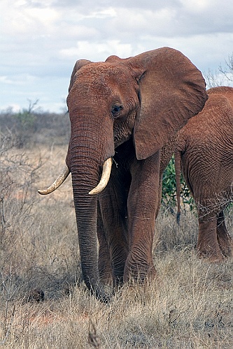 Kenia (356)